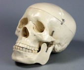 Модель черепа (бел.)