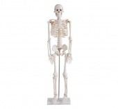 Скелет человека 85 см