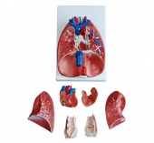 Модель по анатомии Лёгкие (прозрачная) ХС-330