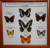 Коллекция "Семейство бабочек"