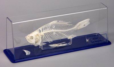 Скелет костистой рыбы