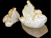 Модель мозга в разрезе (белый)