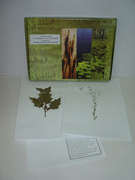 Гербарий сорных растений (24 вида) формат А-3