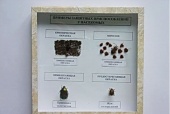 Коллекция "Примеры защитных приспособлений у насекомых"