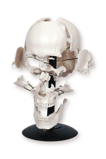 Кости черепа (смонтированный на одной подставке)
