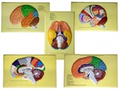 Доли, извилины, цитоархитектонические поля головного мозга (5 планшетов)