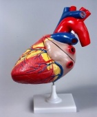 Модель сердца увеличенная