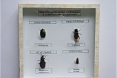 Приспособительные изменения в конечностях насекомых