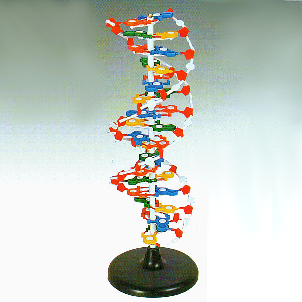 Модель  ДНК структурная