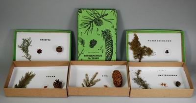 Коллекция "Голосеменных растений"
